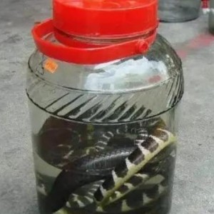 男子用2条毒蛇泡酒，12年后打开本想品尝美酒，谁知出现惊人现象